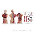 Modelo de anatomía de torso neutral en género